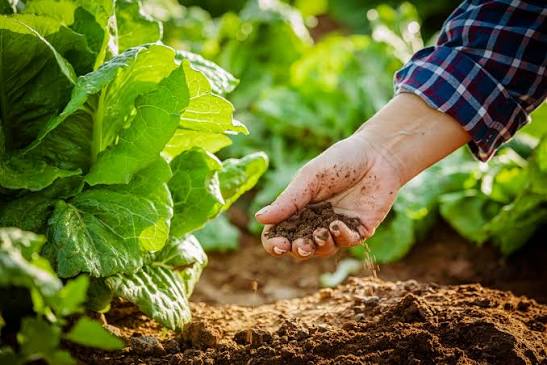Organic farming: sustainable nutrient | Wikifarmer