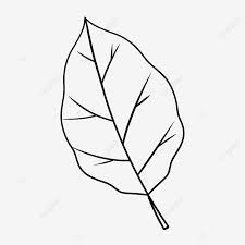 Check spelling or type a new query. Exquisite Leaf Black And White Clipart Leaf Clipart Black And White Leaf Clipart Png Transparent Clipart Image And Psd File For Free Download
