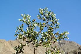 Cactus plants can get prickly when repotting them. Larrea Tridentata Wikiwand