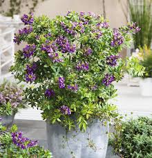 Image result for Polygala myrtifolia