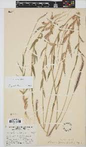 Image result for Perotis patens