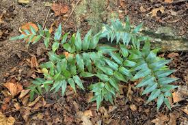 Image result for Mohria lepigera