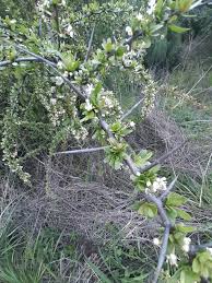 Image result for Gymnosporia buchananii