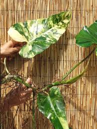 Philodendron Domesticum Variegatum Plant In 2x2x7 Pot Plants Philodendron Plant Life