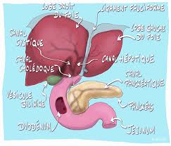 Pratiquer une activité physique régulière permet de stimuler cette réserve de sang et évite le vieillissement prématuré des globules rouges. Jaunisse Ictere Snfge Org Societe Savante Medicale Francaise D Hepato Gastroenterologie Et D Oncologie Digestive