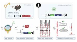 Image result for Gold 1996 AAV