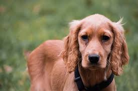 Más de 300 imágenes gratis de Cocker y Perro