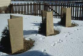 On l'apprécie encore plus lorsqu'il est planté en pot pour orner les balcons et les patios. Dites Non A La Protection Hivernale Jardinier Paresseux
