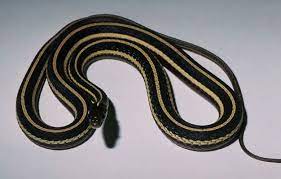 Thamnophis Sauritus Eastern Ribbonsnake Cute Snake Pets 3 Species