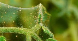 Image result for spider mites cucumber plants