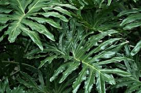 Image result for Filodendron Philodendron