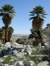 Image result for Washingtonia filifera