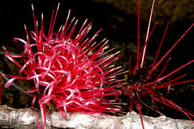 Image result for Agelanthus myrsinifolius