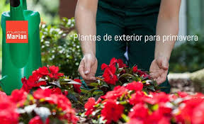 Una vez que decidas cuál poner y dónde, recuerda que deben estar bien colgadas y sujetas. Plantas De Exterior Para Plantar En Primavera Muebles Marian