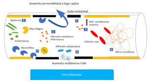 Vaccaro 4 estado médico agudo y grave reducción profunda y generalizada de la perfusión tisular eficaz Https Revistas Unab Edu Co Index Php Medunab Article Download 3345 3125