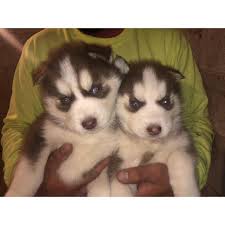 He will get lots of outside entertainment time and will get to socialize with other dogs. Blue Eyed Husky Puppies For Sale Near Me Novocom Top