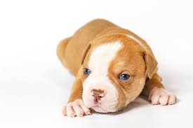 Characteristics, history, care tips, and helpful information for pet. American Bulldog Vs Pit Bull A Comparison Canine Hq