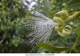 Image result for Pachira glabra