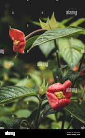 Image result for Psychotria succulenta