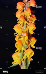 Image result for Satyrium sphaeranthum