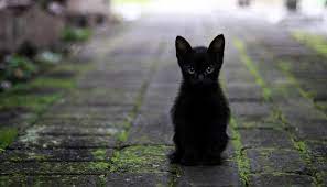 Biblical Dream Interpretation Of Tiny Newborn Baby Kittens Getting Stepped On Newborn Kittens