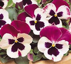 Pin On Flowers