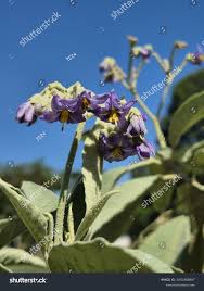 Image result for Solanum mauritianum