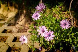 Image result for foto Osteospermum