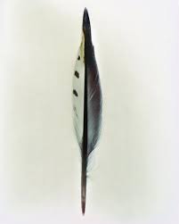 Feathers Camera Less Photography By Taylor Curry Feather Photo Projects Color Textures
