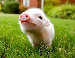 Plenty of smaller pet stores may have connections with professional breeders who love how did you find guinea pigs for sale? Second Hand Micro Piglets In Ireland View 57 Bargains