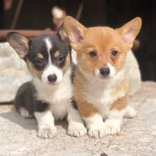 Free dog classifieds ️ pawbe is here to help you find the perfect puppy for you and your family 🐾 breeders and puppy owners can list their cute puppies here. Puppies Now Available The Official Site Of Rocky Mountain Corgis