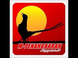 Koleksi koleksi ekor panjang miliknya mempunyai trah yang cukup panjang. Anakan Murai Batu Medan Ekor Panjang M Penangkaran Youtube