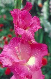 Gladiolus Care Tips For Successful Growing