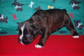 At 4 weeks, your puppy will be ready to start weaning from his mother's milk. Diesel Clara Puppies J S Boxers Champion European Euro German American Boxer Puppy For Sale
