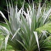 There are two things that stand out about astelias : Astelia Chathamica Silver Spear Silver Spear Silver Spear Care Plant Varieties Pruning Advice