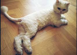Vitamin ini juga bisa untuk membantu mengatasi masalah diare, mikroklora usus yang tidak seimbang serta gastroenteritis. 10 Penyebab Dan Cara Mengatasi Bulu Kucing Yang Rontok Hobinatang