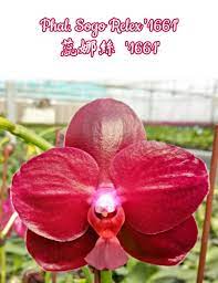 phal sogo relex 1661 蕊娜絲 1661 vegetables radish