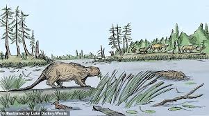 Giant Beavers Over 5 Feet Tall Roamed North America Beside