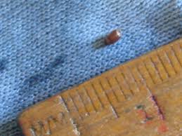 Found along slow streams, shallow weedy lakes or coves of large rivers; Natureplus What Is This Small Brown Beetle