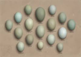 Home Tony Ladd Duck Egg Blue Duck Egg Colour Duck Egg