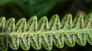 Image result for Cyclosorus interruptus