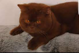 British shorthairs are not fat. British Shorthair Colours Full Guide My British Shorthair