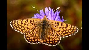 Image result for Melitaea cinxia