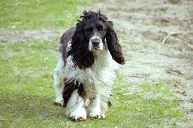 Browse 237 black and white cocker spaniel stock photos and images available, or start a new search to explore more stock photos and images. Ein Schwarz Weiss English Cocker Spaniel Lizenzfreie Fotos Bilder Und Stock Fotografie Image 12357547
