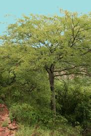 Image result for Kirkia acuminata