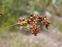 Image result for Cladium mariscus