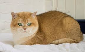 Make sure you choose a pedigree kitten by turning to family british cattery. Genetics Sundust Cats