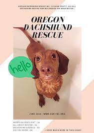 Our main goal is not coat colors, we breed for health, and. Oregon Dachshund Rescue