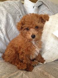 Black And Tan Yorkie Poo Full Grown Yorkie Poo Yorkie Poo Yorkie Poo Puppies Yorkie