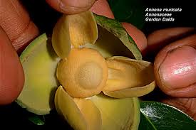 Image result for Annonaceae